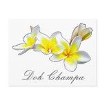 LAO FLOWER DOK CHAMPA - PLUMERIA RUBRA