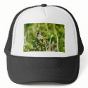 Lapland Longspur hats