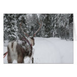 Lapland Reindeer Christmas Card Photo Card