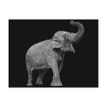 LARGE ASIAN ELEPHANT - INDIAN ELEPHANT POST CARD