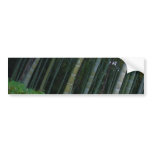Large Bamboo Patch in Kyoto, Japan Bumper Sticker