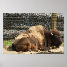 Large Brown Bison At Rest In Zoo America, Hershey, Print