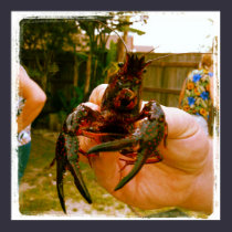 Large Crawfish Photo Poster posters