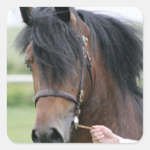 Large Draught   Horse Stickers
