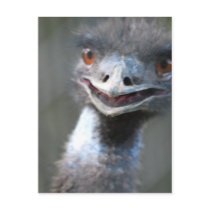 Large Emu  Postcard
