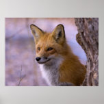 Large Fox Poster posters