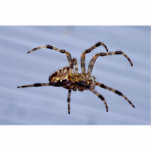 Large garden spider building the web photo sculptures