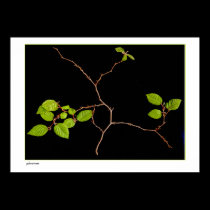 Large Korean Hornbeam bonsai posters