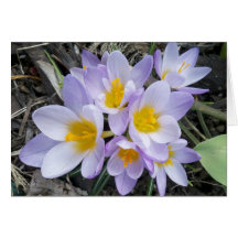 Large Lavender Crocus Clump Card
