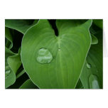 Large leaf drop greeting card