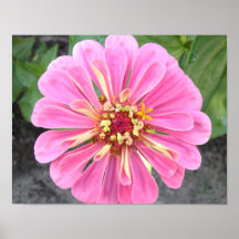 Large Light Pink Zinnia Photo Print