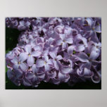 Large Lilac Blooms posters