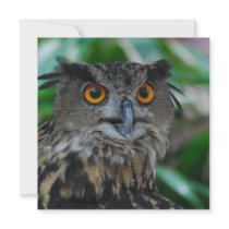 Large Owl Invitations