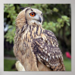 Large Owl on Fence Poster