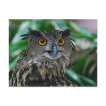Large Owl Postcard