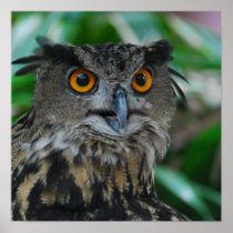 Large Owl Poster