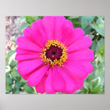 Large Photo Print of Hot Pink Zinnia