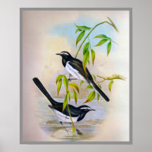 Large Pied Wagtail Poster