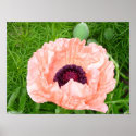 Large Pink Poppy posters