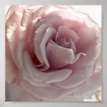 large pink rose posters