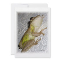 Large tree frog clinging to stucco wall photo