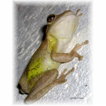 Large tree frog clinging to stucco wall photo