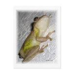 Large tree frog clinging to stucco wall photo postcards