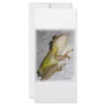 Large tree frog clinging to stucco wall photo rack cards