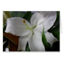 large white flower cards