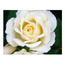 Large white rose (in Pastel) Postcard
