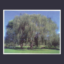 Large Willow Tree posters