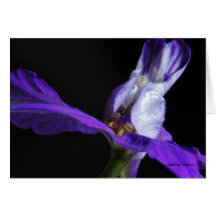 Larkspur Card