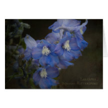 Larkspur Greeting Card
