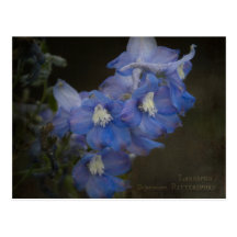 Larkspur Postcard