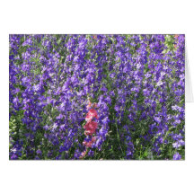 Larkspurs Greeting Cards