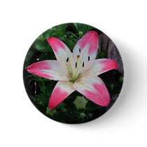 Last Lily ~ button