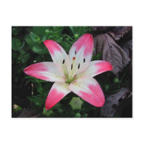 Last Lily ~ postcard