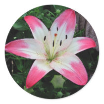 Last Lily ~ sticker