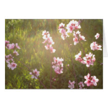 Late Afternoon Cherry Blossoms Greeting Cards