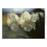 Late Light Cards