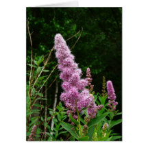 Late Summer Memory Card