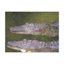 Later Gator Postcards