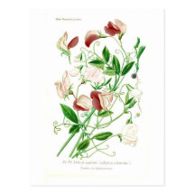 Lathyrus odoratus postcard