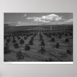 Latter Day Saints Citrus Orchard near Riverside Print
