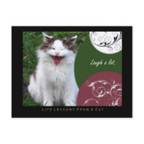 Laugh Life Lessons From a Cat Postcard