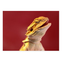 Laughing Bearded Dragon Business Card Template