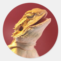 Laughing Bearded Dragon Sticker
