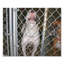 Laughing Bulldog inside a Cage Photo Print