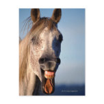 laughing horse postcards