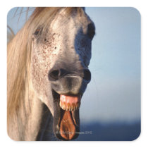 laughing horse sticker